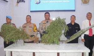 Polisi Temukan Ladang Ganja Seluas Lima Hektare di Pegunungan Madina