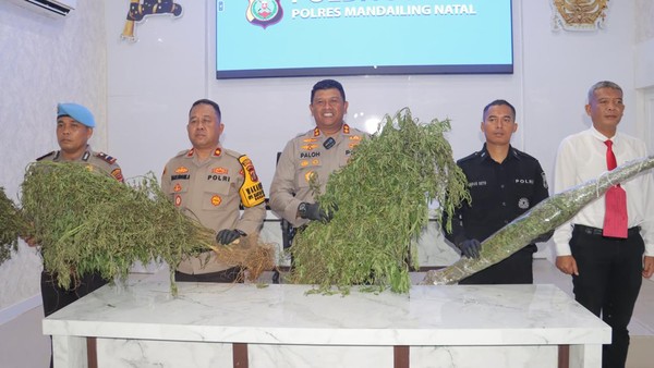 Polisi Temukan Ladang Ganja Seluas Lima Hektare di Pegunungan Madina