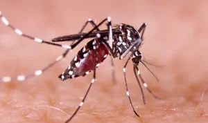 Demam Berdarah Dengue
