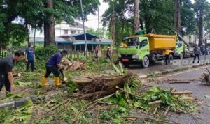 Petugas mengevakuasi pohon tumbang di Jalan Imam Bonjol Medan.