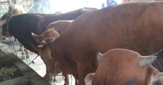 Ilustrasi hewan qurban