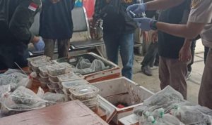 Foto Petugas Bea Cukai Teluk Nibung saat menemukan seratus reptil yang dikemas dalam styrofoam. (Tangkap layar Instagram)