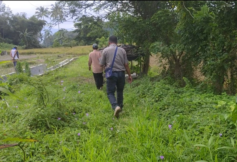 Lahan persawahan kurang lebih 1 Ha yang dituntut masyarakat Desa Simatohir agar dikembalikan oleh Pemko Padangsidimpuan. Foto : BP/Ist