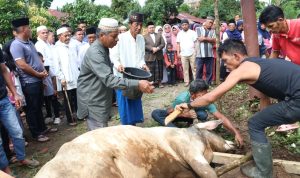 Bupati Tapsel Dolly Pasaribu menyaksikan pemotongan hewan kurban usai Shalat Idul Adha di Desa Tanjung Dolok Marancar, Senin (17/6-24). Foto : BP/Ist