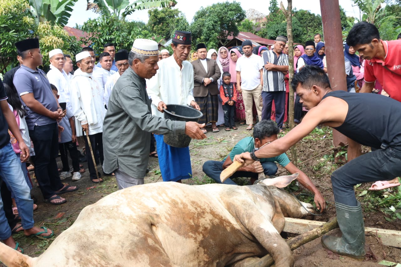 Bupati Tapsel Dolly Pasaribu menyaksikan pemotongan hewan kurban usai Shalat Idul Adha di Desa Tanjung Dolok Marancar, Senin (17/6-24). Foto : BP/Ist