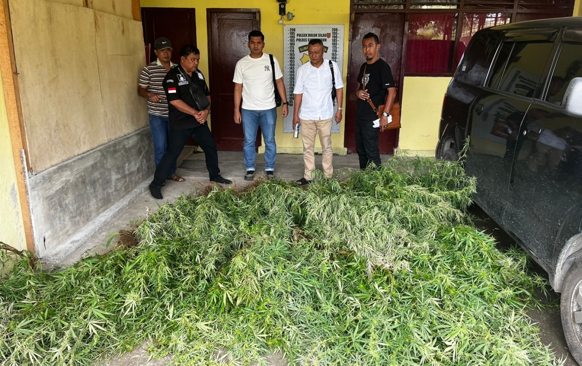Penemuan Ladang Ganja di Simalungun, Sumatera Utara