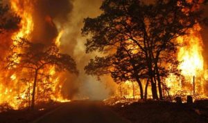 Siaga Karhutla Ditetapkan di Sumsel, 9 Daerah Siapkan Langkah Antisipasi
