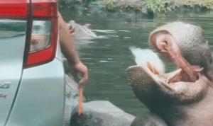 Foto Kuda nil taman safari diberi makan sampah oleh pengunjung