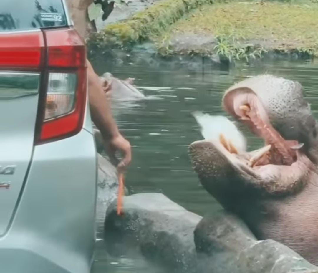Foto Kuda nil taman safari diberi makan sampah oleh pengunjung