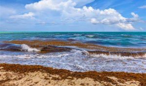 Laut Sargasso, terletak di Samudra Atlantik Utara.