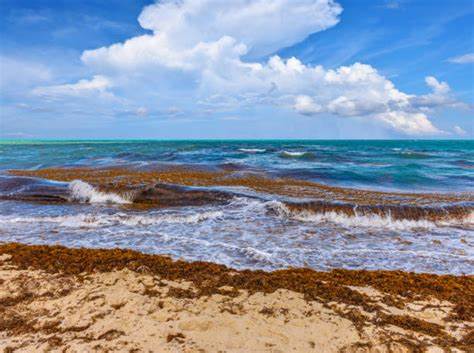 Laut Sargasso, terletak di Samudra Atlantik Utara.