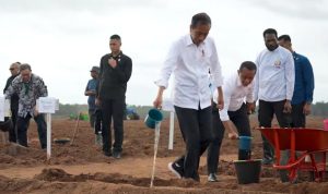 Presiden Joko Widodo bersama Ibu Negara Iriana Joko Widodo melakukan penanaman tebu perdana di lahan PT Global Papua Abadi, Kabupaten Merauke, Provinsi Papua Selatan.