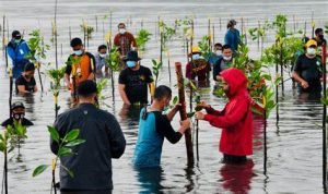 Ilustrasi penanaman mangrove.