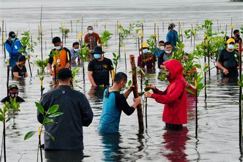 Ilustrasi penanaman mangrove.