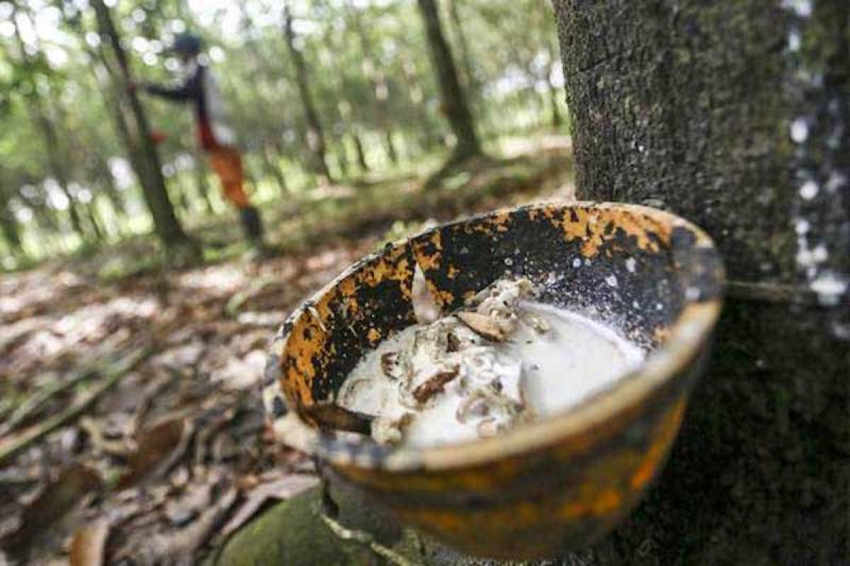 Eksistensi Karet Sumsel Merosot, Peran Pemerintah Dinantikan