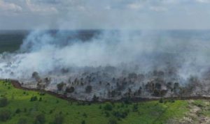 Kebakaran Lahan 15 Hektare di Musi Banyuasin Berhasil Dipadamkan