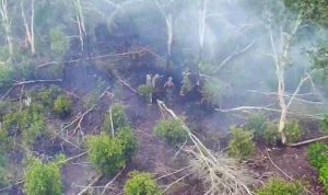 Kebakaran Lahan di Ogan Ilir, 15 Hektare Perkebunan Sawit Terbakar Lagi