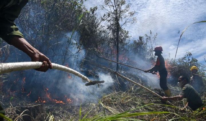 Kerugian Ekonomi Akibat Kebakaran Hutan dan Lahan Capai Rp 150 Miliar di Sumatera