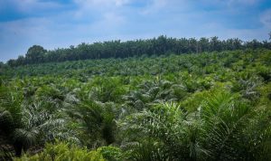 Potensi Perkebunan Sumatera Selatan dalam Mendorong Ekonomi Hijau