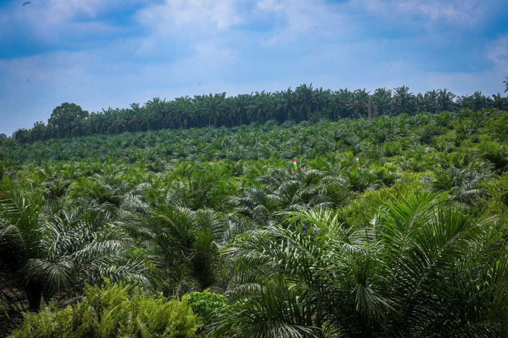 Potensi Perkebunan Sumatera Selatan dalam Mendorong Ekonomi Hijau