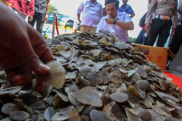 987 Kilogram Sisik Trenggiling Disita di Tanjungbalai, Dua Pelaku Dibekuk