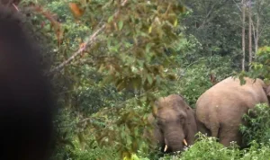 Gajah Liar Masuk Perkebunan Sawit di Muratara, Merusak Pohon dan Pondok Warga