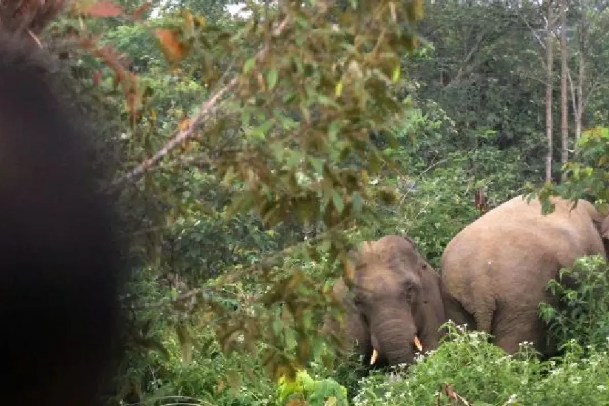 Gajah Liar Masuk Perkebunan Sawit di Muratara, Merusak Pohon dan Pondok Warga