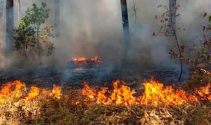 Kebakaran Hutan dan Lahan Melanda Sumatera Selatan, Upaya Pemadaman Terus Dilakukan