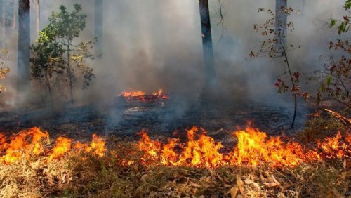 Kebakaran Hutan dan Lahan Melanda Sumatera Selatan, Upaya Pemadaman Terus Dilakukan