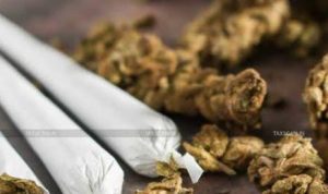 Ganja yang diamankan petugas kepolisian.(Istimewa).