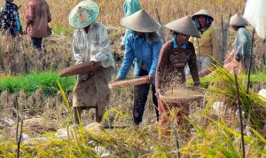 Beras dan Daging Sapi Melambung! Simak Harga Pangan Nasional Terbaru!
