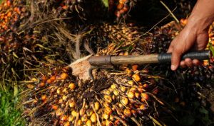 Harga Saham CPO Melejit di Tengah Kenaikan Harga Minyak Sawit