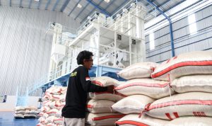 Indonesia Targetkan Bebas Impor Beras pada 2025, Optimasi Lahan Rawa Jadi Kunci