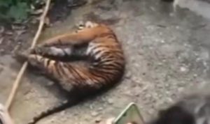 Bangkai harimau Sumatra yang ditemukan di Desa Hutarimbaru, Mandailing Natal.