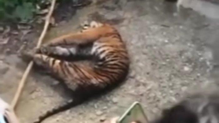 Bangkai harimau Sumatra yang ditemukan di Desa Hutarimbaru, Mandailing Natal.