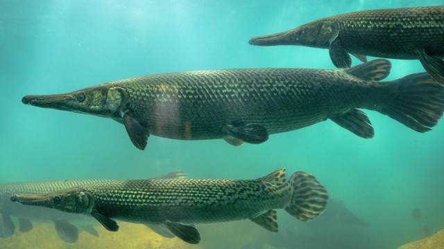 Penjualan Ikan Aligator Marak di Marketplace, Ancaman bagi Ekosistem Lokal