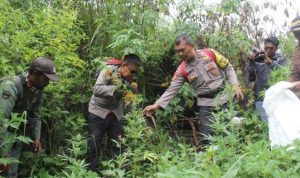 Sebanyak 365 batang ganja ditemukan tumbuh di lereng Gunung Semeru. Lereng ini sebagai lintasan para pendaki gunung.