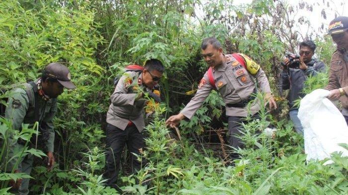 Sebanyak 365 batang ganja ditemukan tumbuh di lereng Gunung Semeru. Lereng ini sebagai lintasan para pendaki gunung.