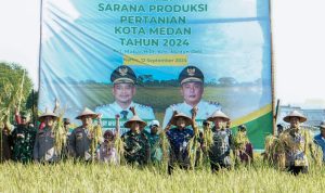Panen Raya Padi di persawahan Mabar Hilir. BP/erwan