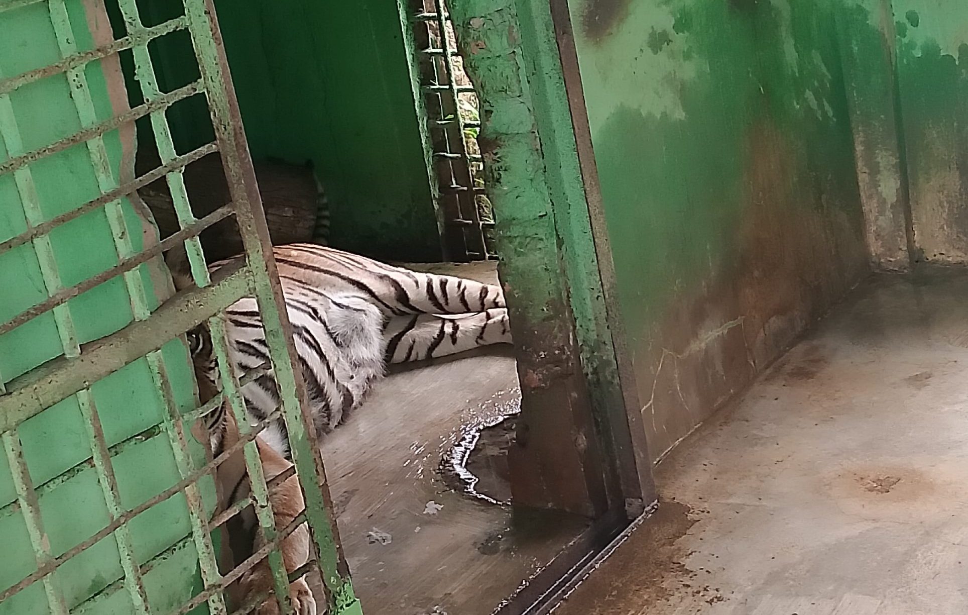 Si manis harimau Sumatera Utara mati di kandang Medan Zoo, Jumat (20/9/2024) malam. BP/erwan