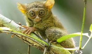 Tarsius kecil fauna endemik yang hampir dinyatakan punah, BatakPos/KP