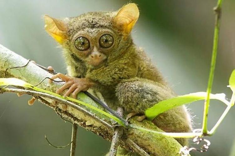 Tarsius kecil fauna endemik yang hampir dinyatakan punah, BatakPos/KP