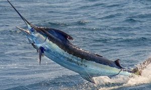 Ikan todak menewaskan WNA Italia saat surfing di kepulauan Mentawai, BP/IT.