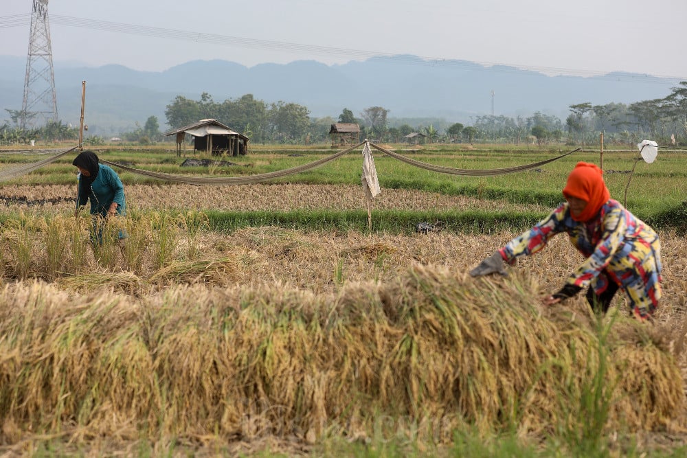 Buruh tani memanen padi di lahan persawahan di Kabupaten Bogor, Jawa Barat, BP/BC.
