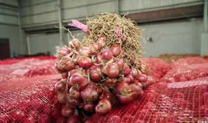 Fluktuasi Harga Pangan di Indonesia: Cabai Turun, Beras dan Bawang Naik