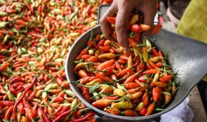 Kenaikan Harga Daging Ayam Ras dan Telur Ayam, Harga Cabai Rawit Merah Turun di Pasaran