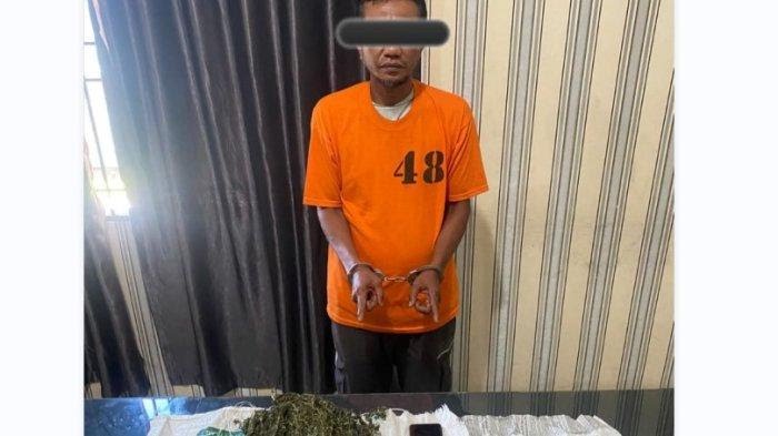 Pelaku penyalahgunaan narkoba beserta barang bukti ratusan gram ganja diamankan di Mapolres Tanah Karo, Jalan Veteran, Kabanjahe, BP/TRBN