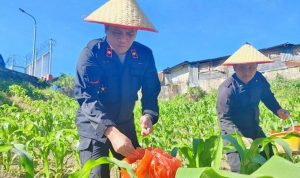 Rumah Tahanan Negara (Rutan) Kabanjahe Kantor Wilayah Kementerian Hukum dan HAM Sumatera Utara (Kemenkumham Sumut), melaksanakan kegiatan pemupukan tanaman jagung di lahan pertanian yang dikelola secara mandiri oleh para Warga Binaan, BP/TRBN.