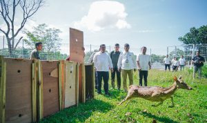Rusa asal istana Bogor menambah koleksi Taman Candika Medan. BP/erwan