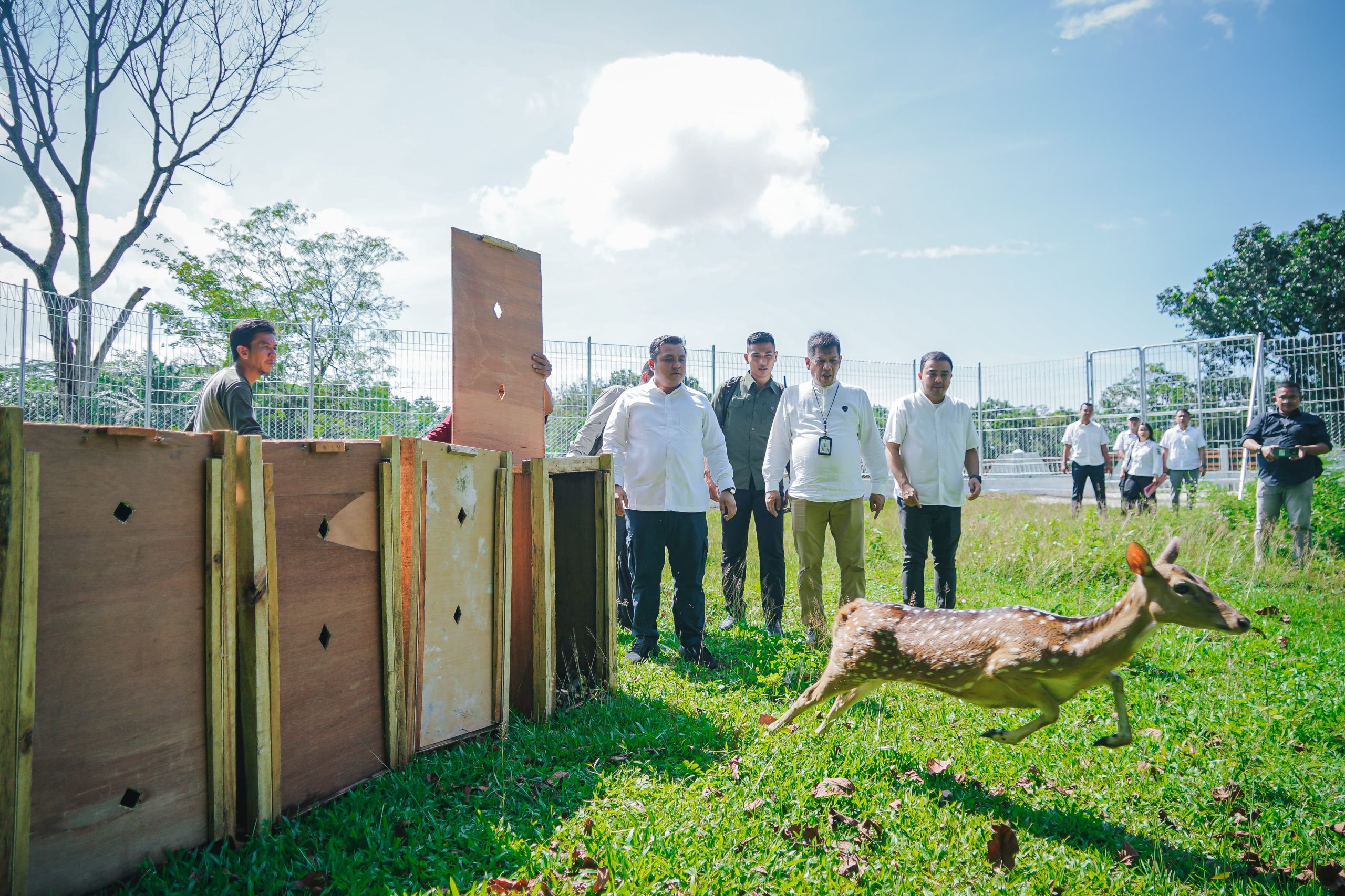 Rusa asal istana Bogor menambah koleksi Taman Candika Medan. BP/erwan